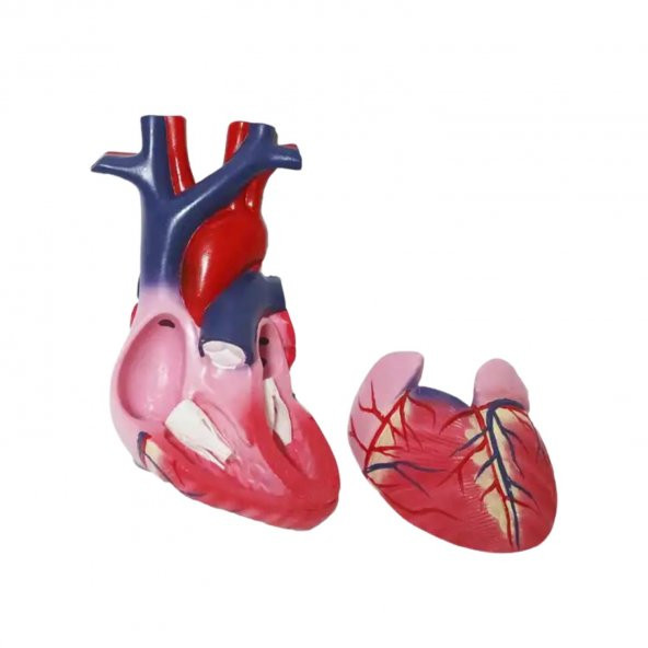 Kalp Tıp Eğitim Maketi Model 51 - 3