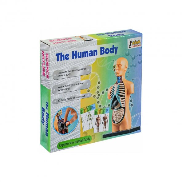 Asya Oyuncak The Human Body İnsan Vücut Tanıma Seti