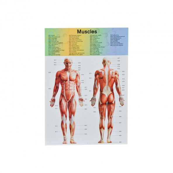 Asya Oyuncak The Human Body İnsan Vücut Tanıma Seti - 3
