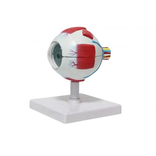 Göz Maketi Model 50 - 2