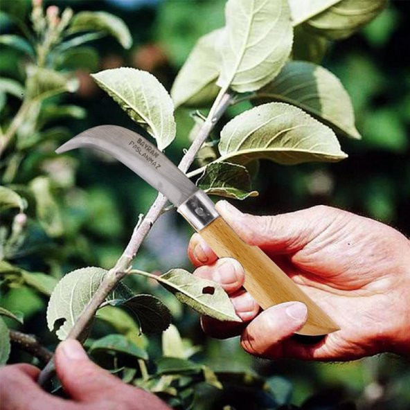 Aşı Bıçağı Profesyonel Çelik Eğri Uçlu Bağ Ağaç Budama Aşı Çakısı 210 mm Saplı Bıçak Çakı - 2