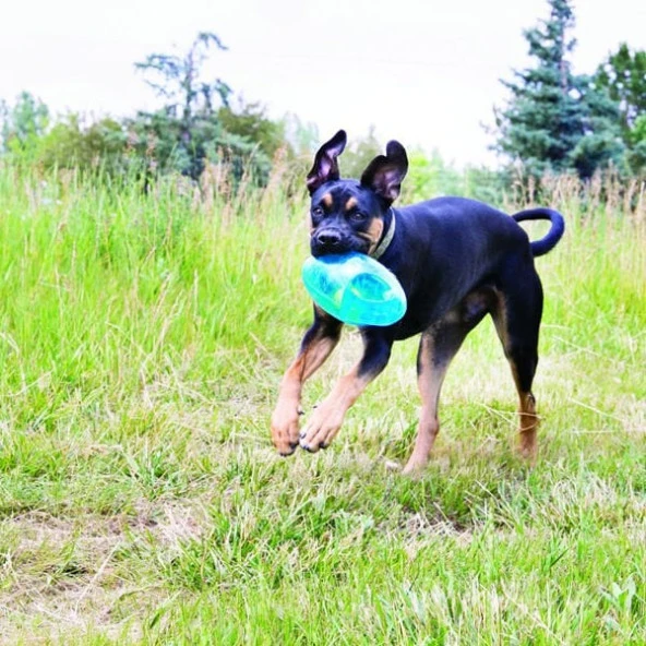 Kong Köpek Jumbler Toplu Oyuncak Medium/Large 17 Cm