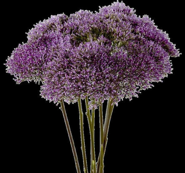 Trakelyum Tohumu ( Uzun boylu Kesmelik ) - Mor Renkli - 5 Tohum - 2