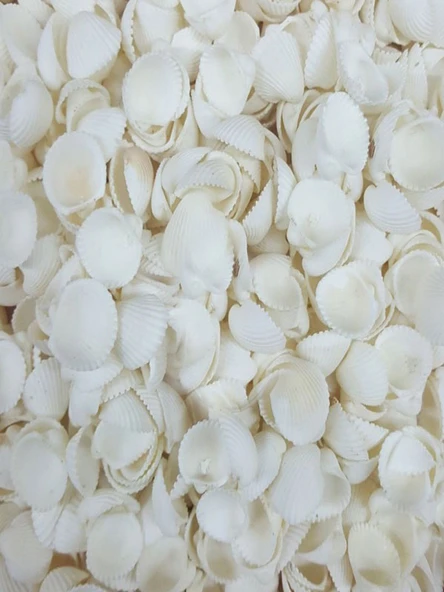 Deniz Kabuğu - Resim 2