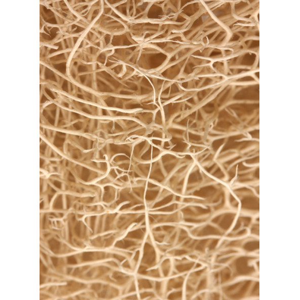 Özel Dikim Vücut İçin Doğal Kabak Lifi - 3