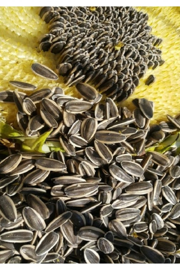 Alaca (Ala) Çizgili Çekirdek (Orta Boy Taneli) 500gr