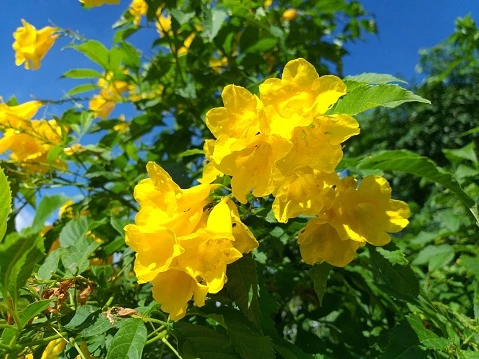 Campsis Radicans Yellow Trumpet Sarı Acem Borusu Fidanı 20-40 cm