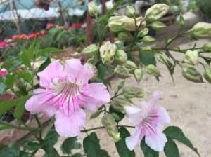 Campsis Radicans Acem Borusu Pembe 20-40 cm ürün görseli