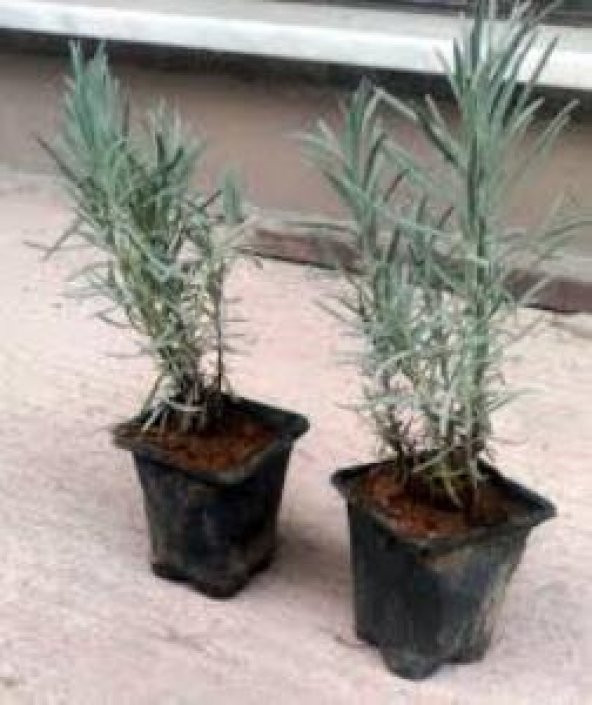 Lavanta Fidanı 4 Adet 15-25 Cm Intermedia ürün görseli