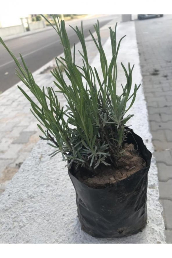 Ekonomik Boy Lavanta Fidanı 3 Adet 15-25 Cm Intermedia ürün görseli