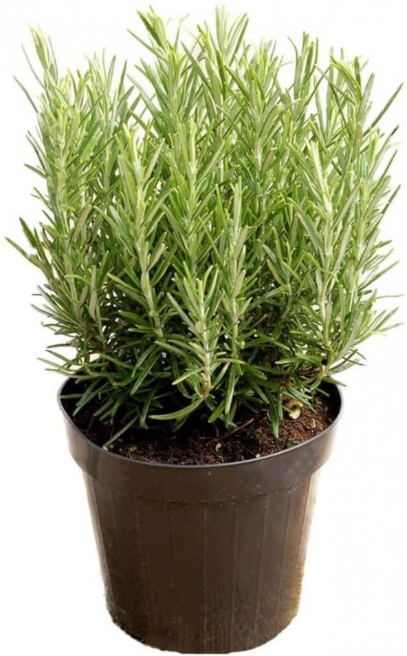 Rosemary Kuşdili Biberiye Fidanı 1 Adet 15-25 Cm Rosemary