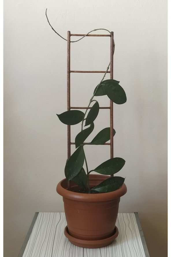 Saksı Içi Dekoratif Ahşap Bitki Merdiveni (50 Cm) - 3