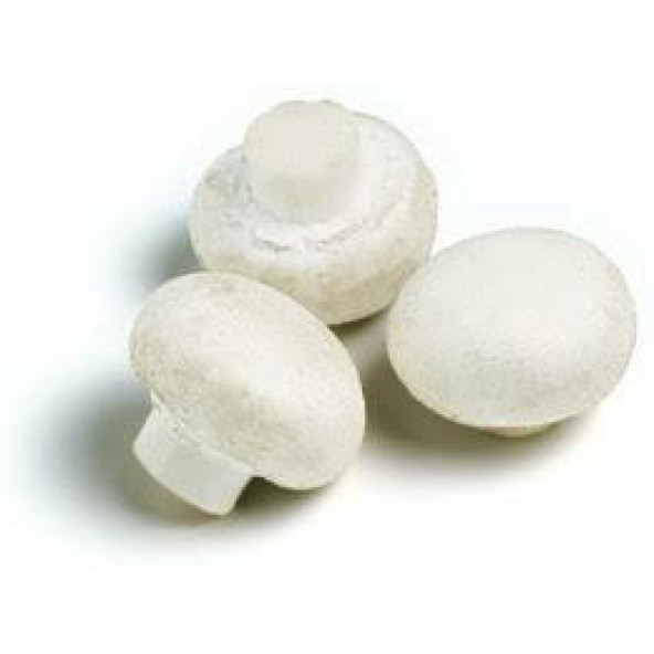 Kültür mantarı tohumu 1 kg - 2
