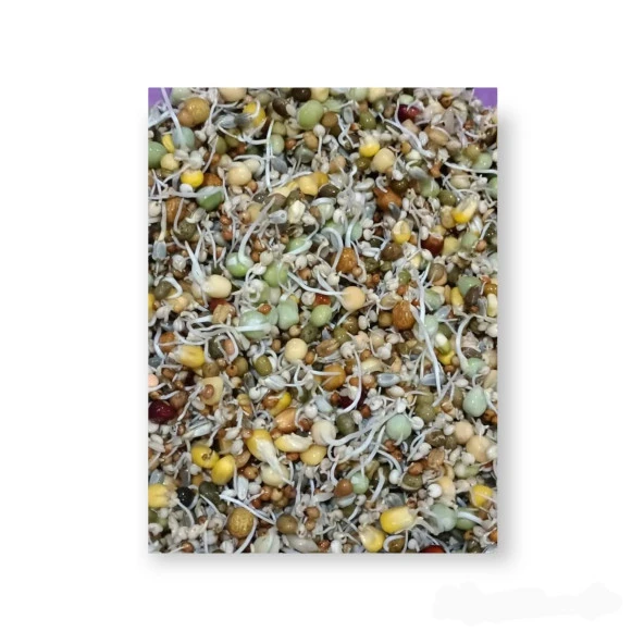 Kuşlara Çimlendirmelik, Filizlendirmelik 11 Çeşit Tohum 2Kg - 4