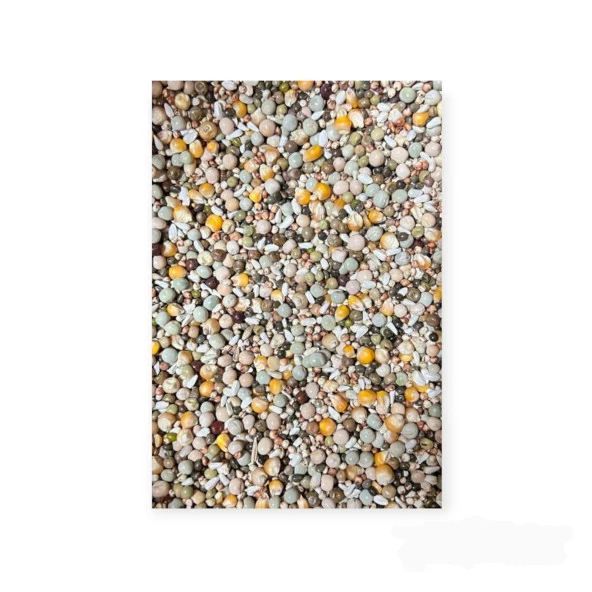Kuşlara Çimlendirmelik, Filizlendirmelik 11 Çeşit Tohum 5Kg - 1