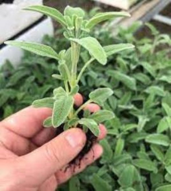 Salvia Fruticosa Anadolu Adaçayı