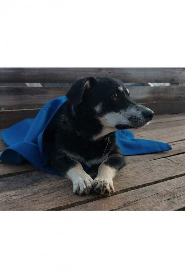 Kedi Köpek Polar Battaniye Gece Mavisi - 2