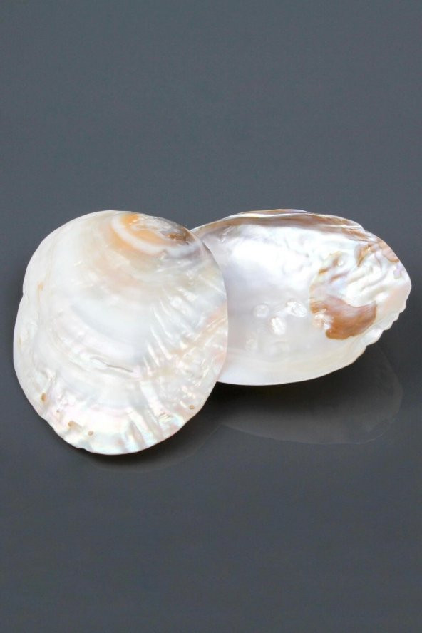 Istiridye Sedef Deniz Kabuğu ürün görseli