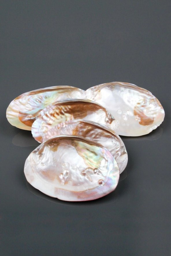Istiridye Sedef Deniz Kabuğu - Resim 2