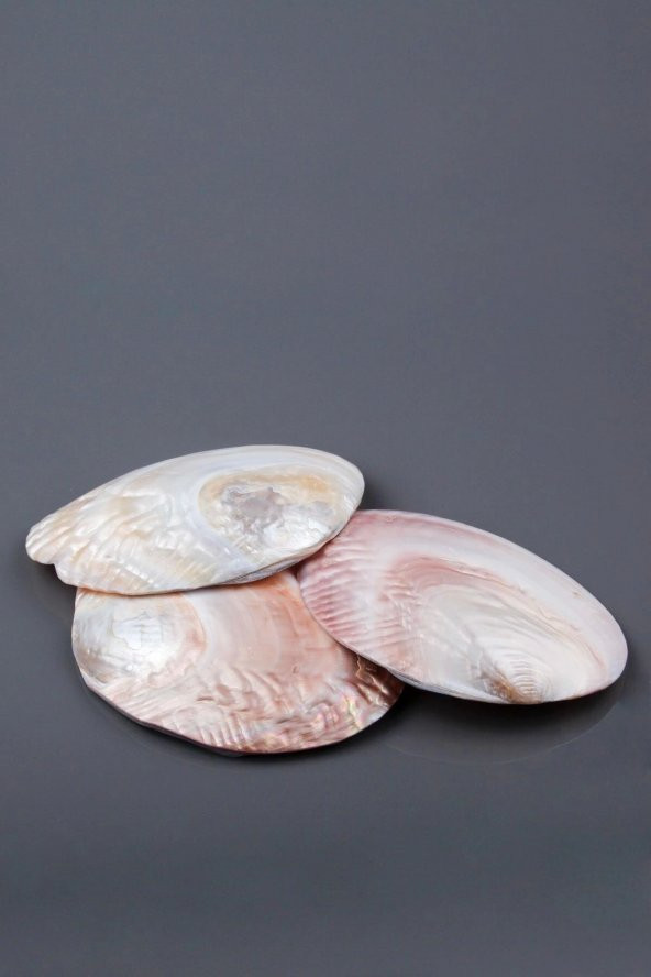 Istiridye Sedef Deniz Kabuğu - Resim 3