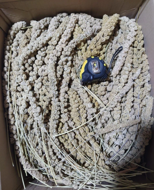 Sarı Dal Darı (Daldarı) Kuş Yemi 1kg (Ort: 25cm Uzunluk) - 1