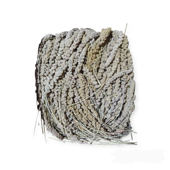 Sarı Dal Darı (Daldarı) Kuş Yemi 250Gr (Ort: 25cm Uzunluk) - Resim 2