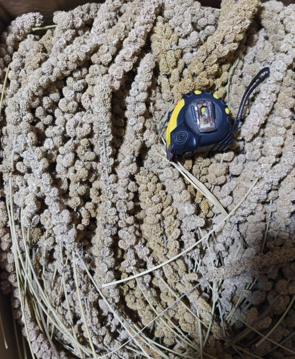 Sarı Dal Darı (Daldarı) Kuş Yemi 250Gr (Ort: 25cm Uzunluk) - Resim 3