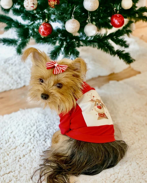 Rudolph Geyikli Köpek Tişörtü Yılbaşı Noel Christmas Köpek Elbisesi