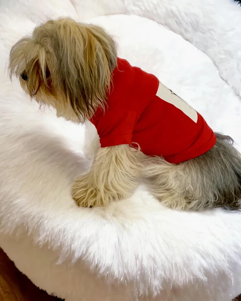 Rudolph Geyikli Köpek Tişörtü Yılbaşı Noel Christmas Köpek Elbisesi - 5