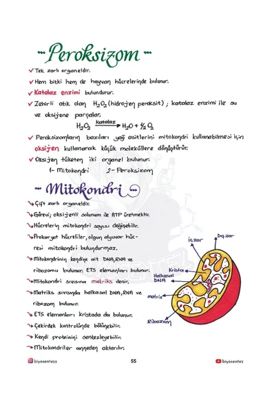 TYT YAĞMUR HOCA İLE BİYOSENTEZ BİYOLOJİ NOT DEFTERİ - 2