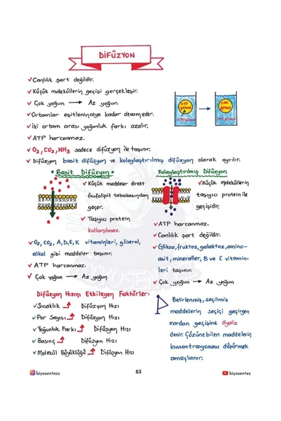 TYT YAĞMUR HOCA İLE BİYOSENTEZ BİYOLOJİ NOT DEFTERİ - 3