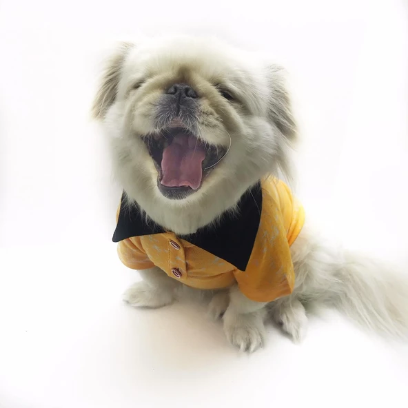 Orange Skies Polo Yaka Tişört Köpek Kıyafeti  Köpek Elbisesi - Resim 2