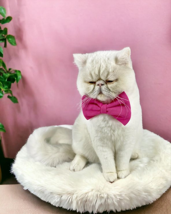 Pinky Pie Kedi Papyonu