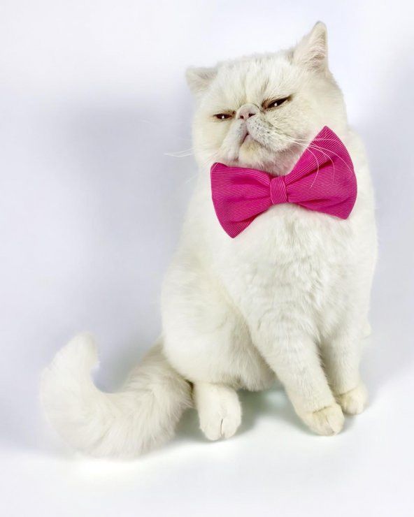 Pinky Pie Kedi Papyonu - 2