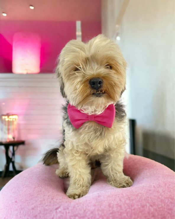 Pinky Pie Köpek Papyonu Kurdela