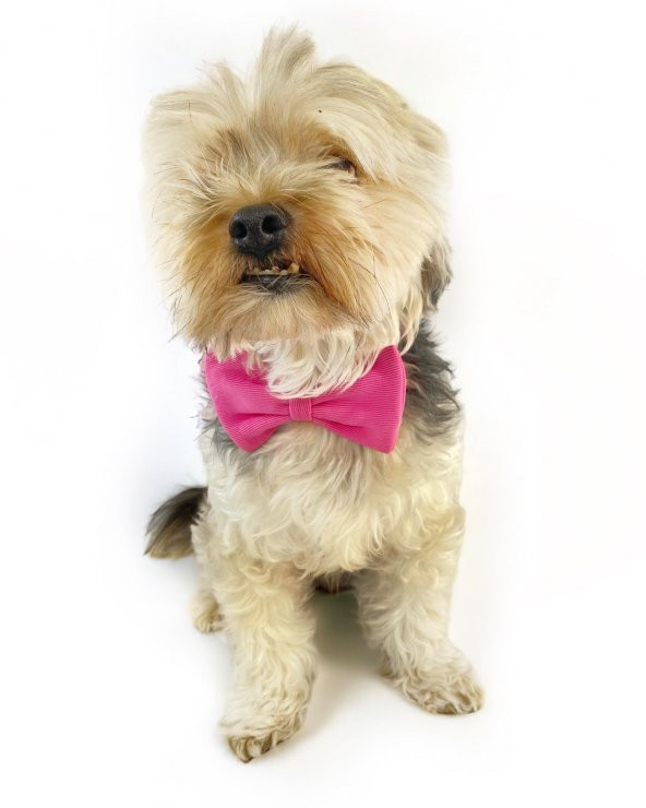 Pinky Pie Köpek Papyonu Kurdela - 2