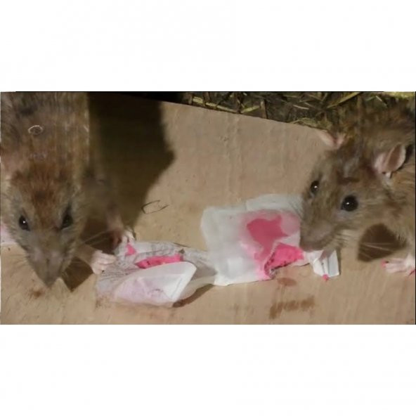 Girist Badcat Koku Yaptırmayan Kesin Etkili Fare Pastası Zehiri 10 x 10 gr - 2