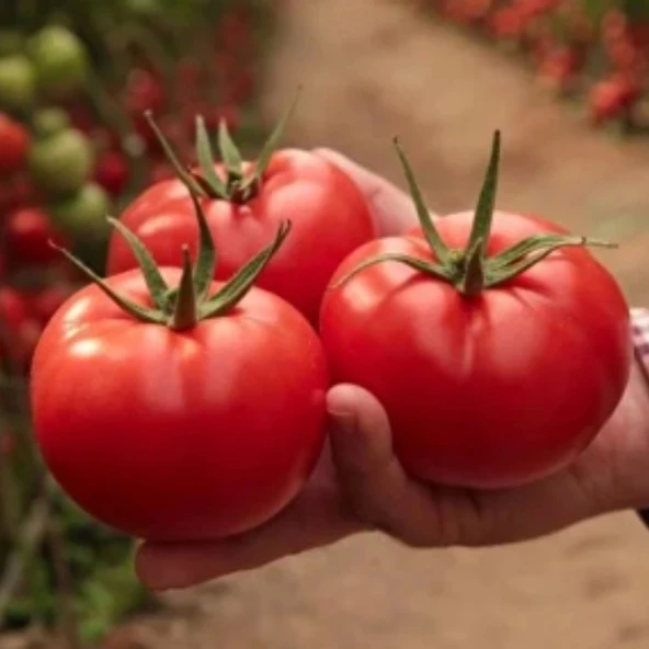 Bursa Tohum Burcu Domates 25 gr 2 Paket