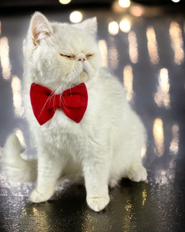 Maxi Rouge Kedi Papyonu Kurdela Tasma Yılbaşı Noel - 4