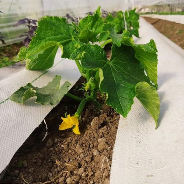 1,5x40 m BEYAZ SULZER KUMAŞ SERA TABAN ÖRTÜSÜ JÜT BLUEBERRY PEYZAJ UYGULAMA ÖRTÜSÜ MULCH NAYLONU ÇİLEK MALÇ - Resim 5