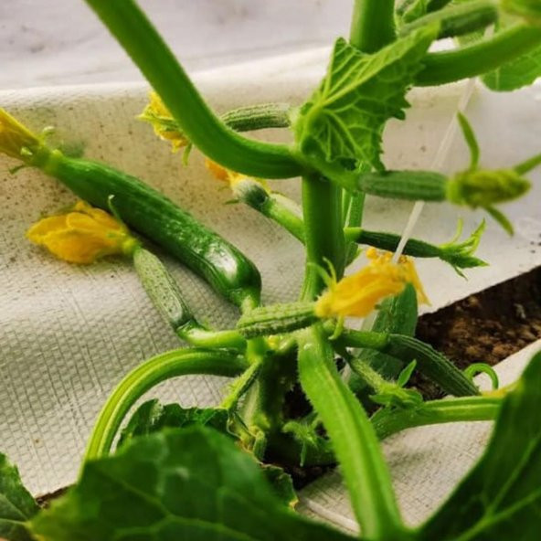 1,5x100 m BEYAZ SULZER KUMAŞ SERA TABAN ÖRTÜSÜ JÜT BLUEBERRY PEYZAJ UYGULAMA ÖRTÜSÜ MULCH NAYLONU ÇİLEK MALÇ - Resim 4