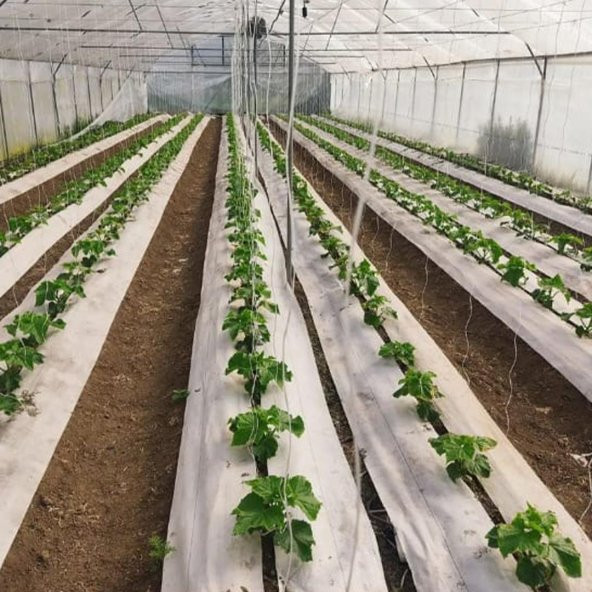 4,2x50 m BEYAZ SULZER KUMAŞ SERA TABAN ÖRTÜSÜ JÜT BLUEBERRY PEYZAJ UYGULAMA ÖRTÜSÜ MULCH NAYLONU ÇİLEK MALÇ - Resim 3