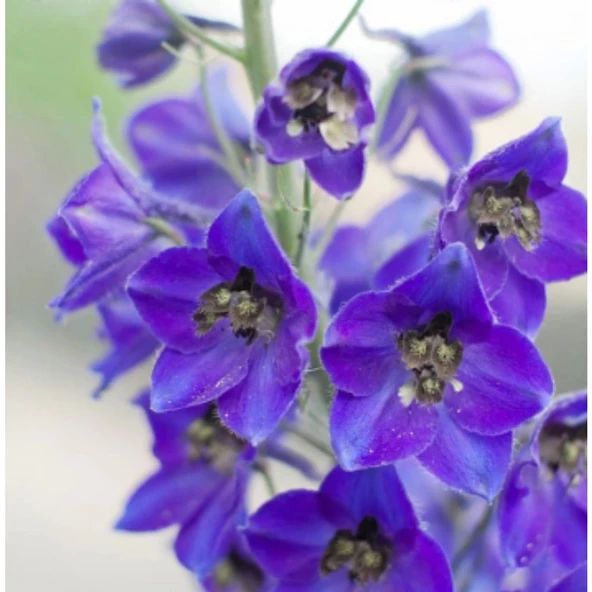 Simagro Tohum Hazeran Çiçeği 30 Adet Tohum - 2