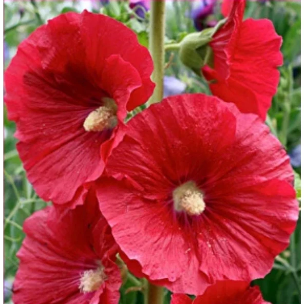 Simagro Tohum Hatim Çiçeği 50 Adet Tohum