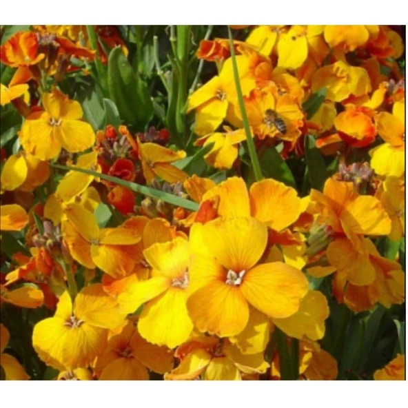 Simagro Tohum Sarı Şebboy Tohumu 100 Adet Tohum - 2