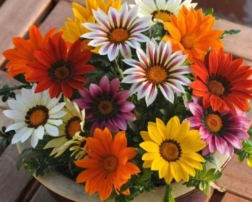 Simagro Tohum Meramlı Kız 20 Adet Tohum