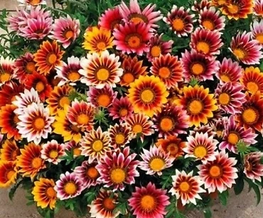 Simagro Tohum Meramlı Kız 20 Adet Tohum - 2