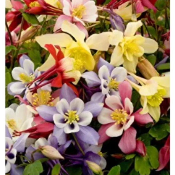 Simagro Tohum Yer Küpelisi 50 Adet Tohum - 2