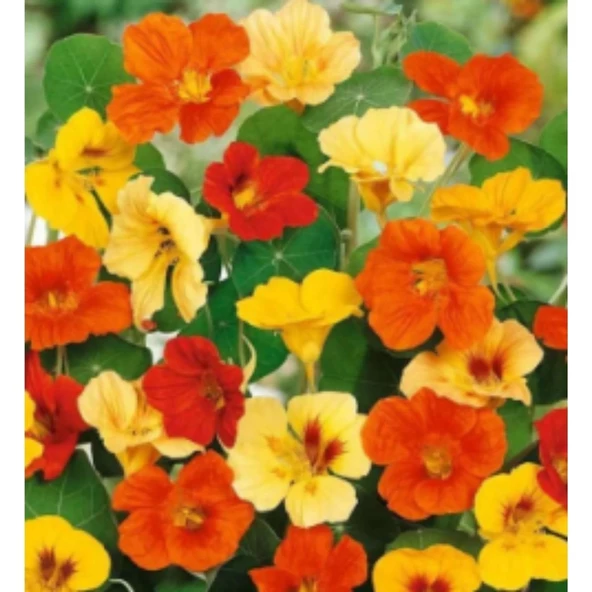 Simagro Tohum Laden Tohumu 6 Adet Tohum - 2