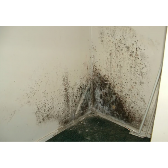 Dry Fix NMS 10 Nem Rutubet Küf Boyası 1 kg - Resim 2